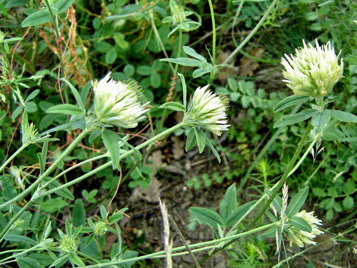 Image of Trifolium caucasicum specimen.
