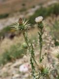 Смотреть изображение Cirsium semenowii