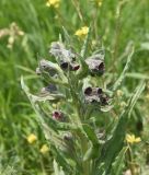 View full-size image Cynoglossum officinale