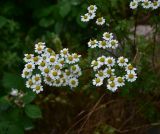 View full-size image Pyrethrum parthenifolium