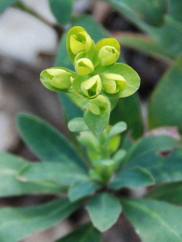 Image of Euphorbia amygdaloides specimen.