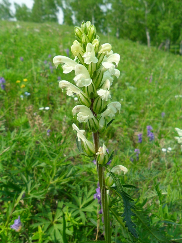 Image of Pedicularis sibirica specimen.