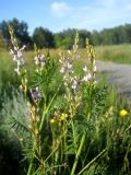 Astragalus sulcatus. Верхушка цветущего растения. Новосибирская обл., Искитимский р-н, пгт Линёво. 17 июня 2011 г.