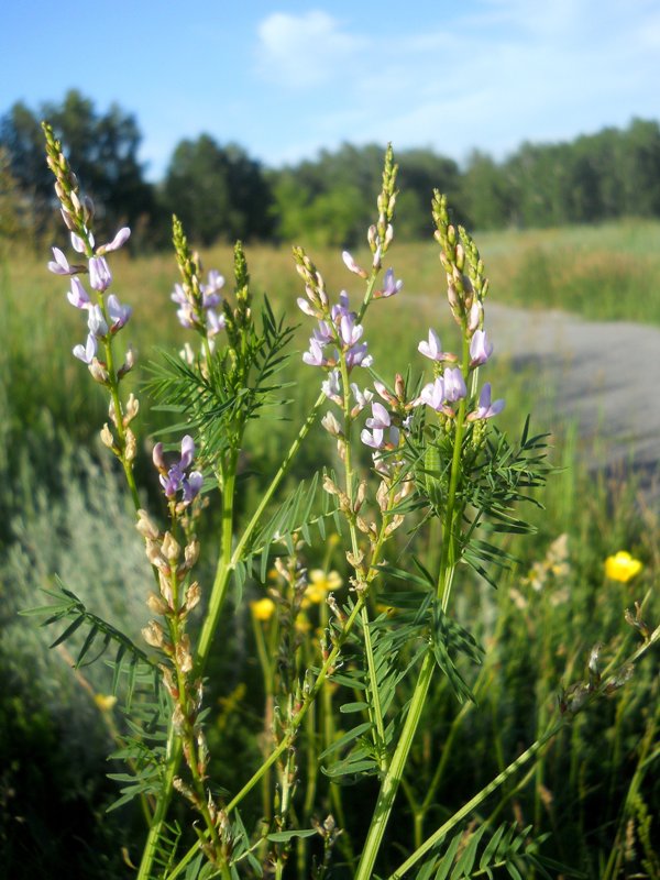 Image of Astragalus sulcatus specimen.