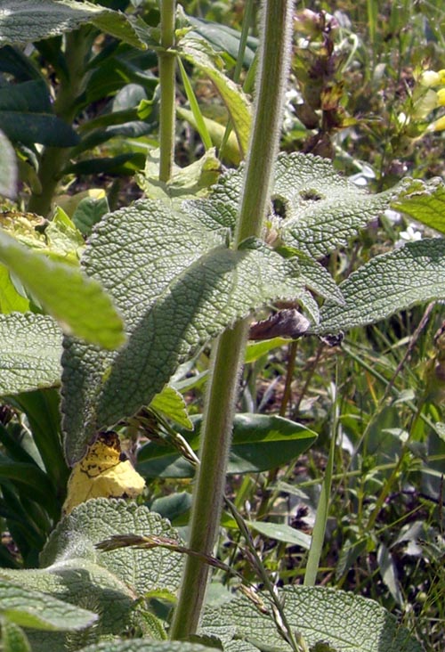 Image of genus Stachys specimen.