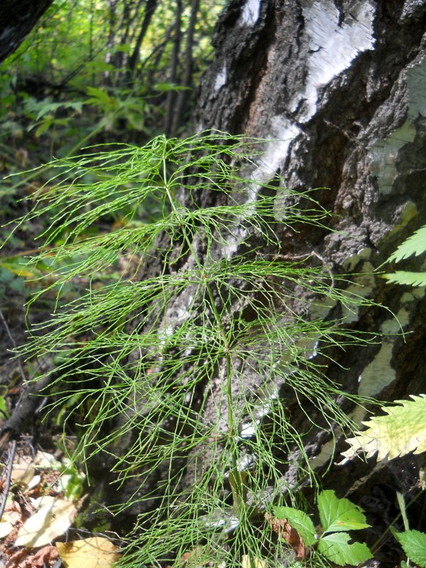 Изображение особи Equisetum sylvaticum.