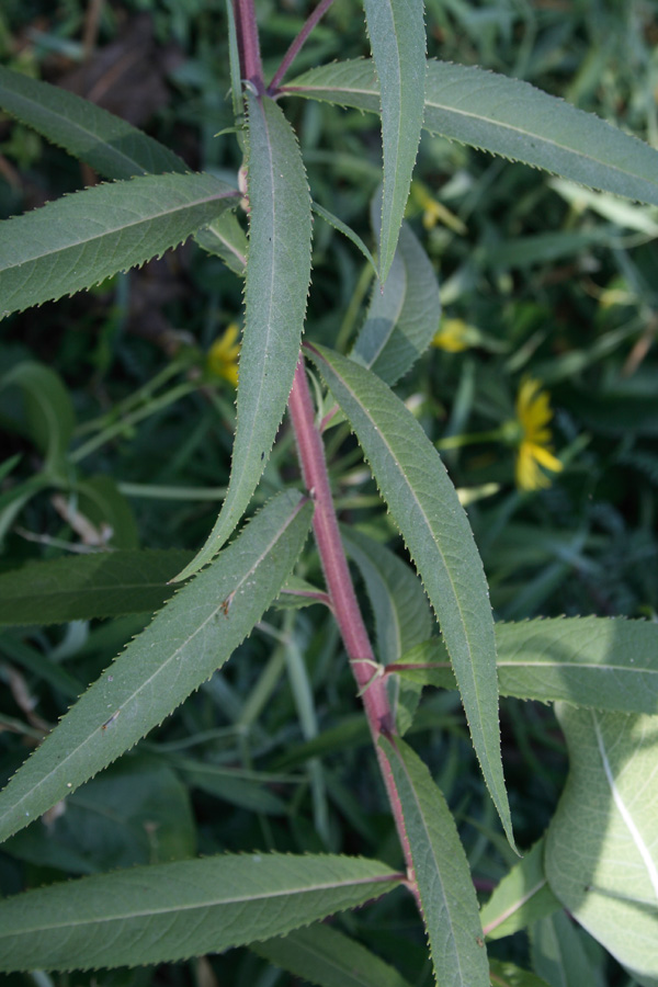 Image of Vernonia profuga specimen.