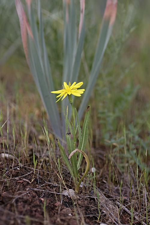 Image of Scorzonera tadshikorum specimen.