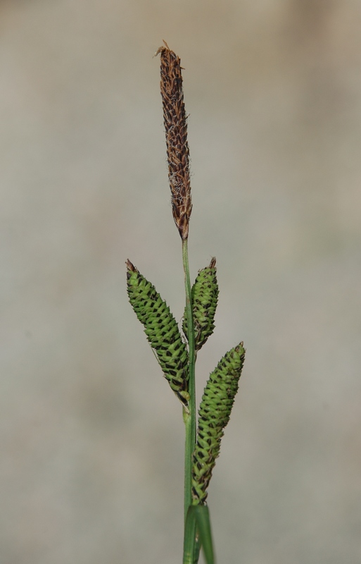 Изображение особи Carex orbicularis.