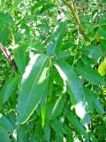 Salix calodendron