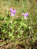 Смотреть изображение Viola tricolor