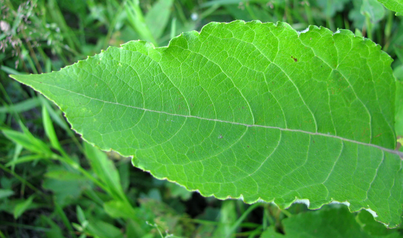 Изображение особи Salix caprea.