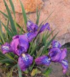 Iris tigridia