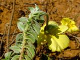 Oenothera drummondii