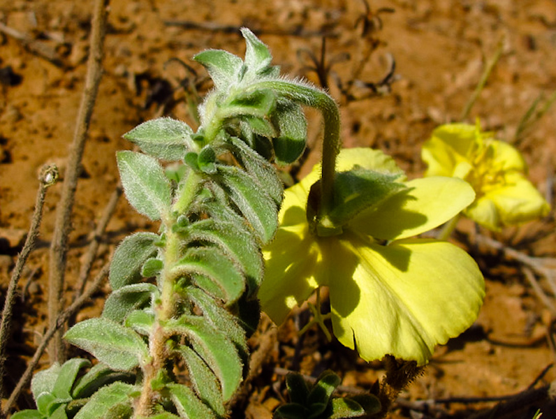 Image of Oenothera drummondii specimen.