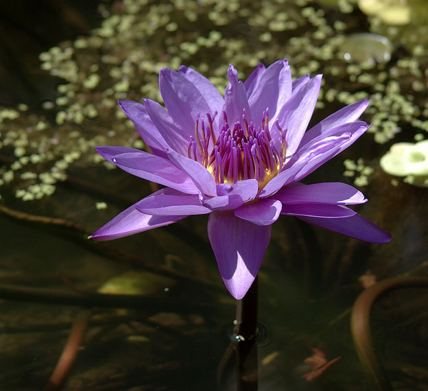 Изображение особи Nymphaea nouchali var. caerulea.