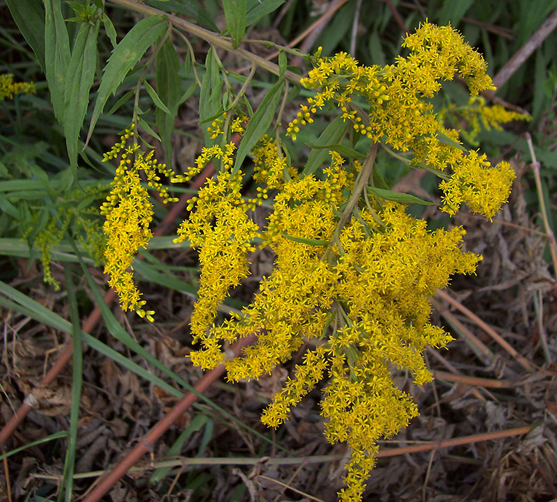 Изображение особи Solidago canadensis.