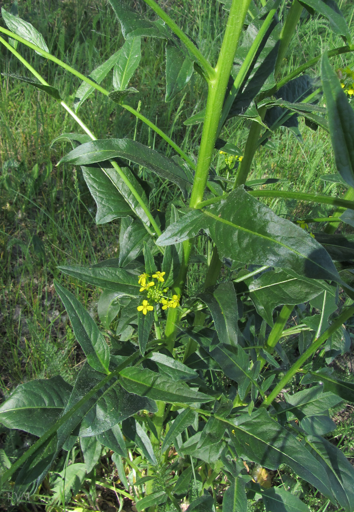 Image of Bunias orientalis specimen.