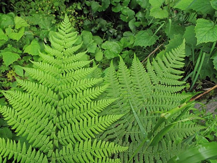 Изображение особи род Athyrium.