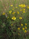 Anthemis tinctoria