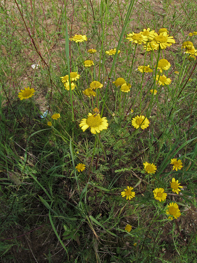 Изображение особи Anthemis tinctoria.