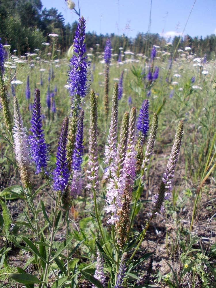 Image of genus Veronica specimen.