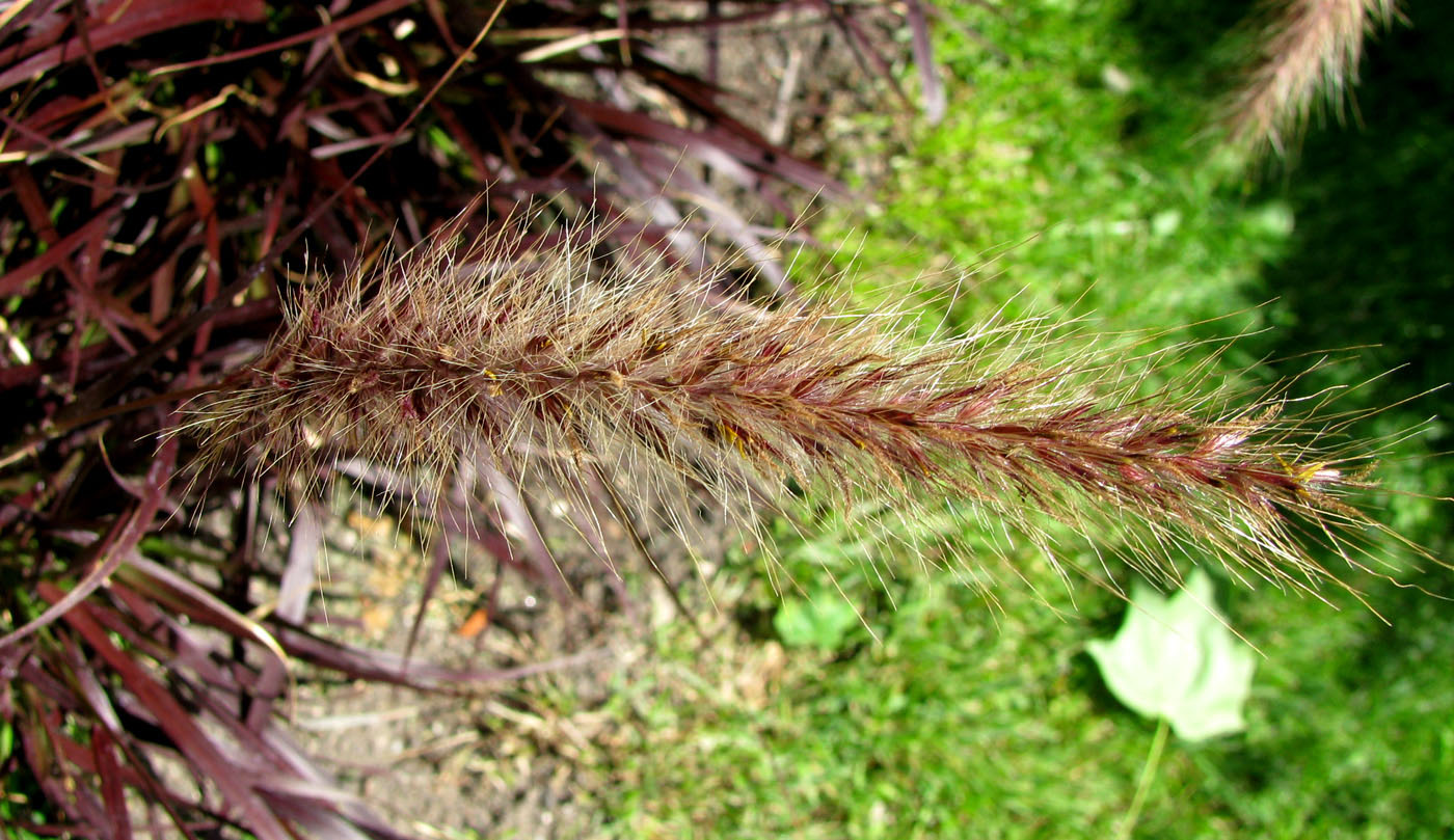 Image of Pennisetum setaceum specimen.