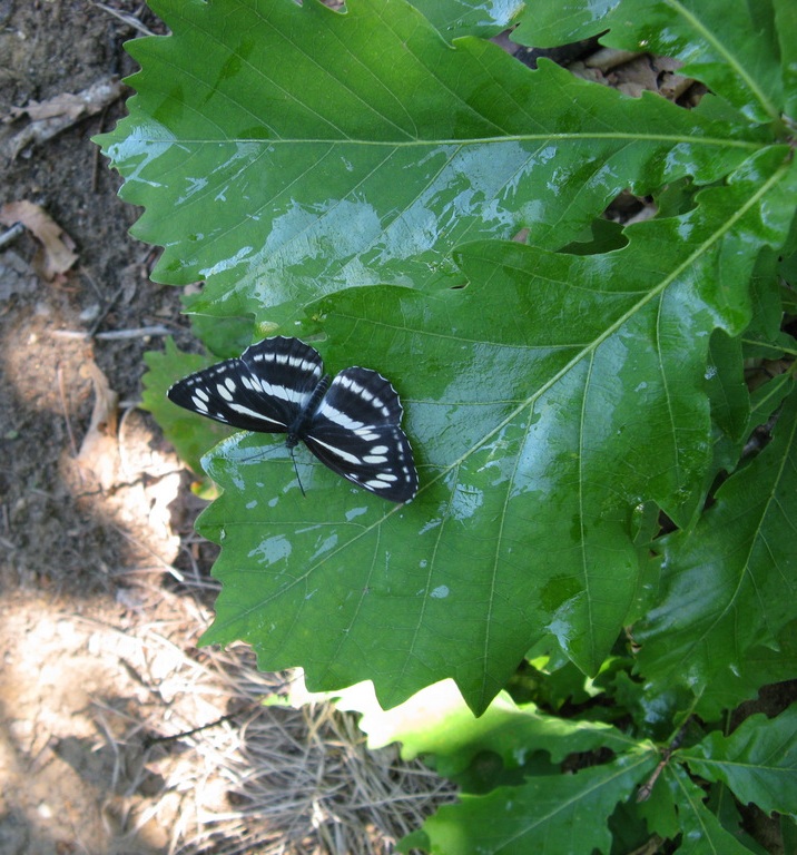 Image of Quercus mongolica specimen.