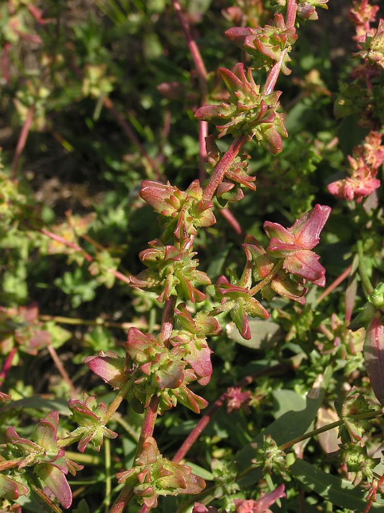 Image of genus Atriplex specimen.