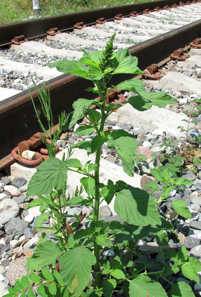 Image of Amaranthus retroflexus specimen.