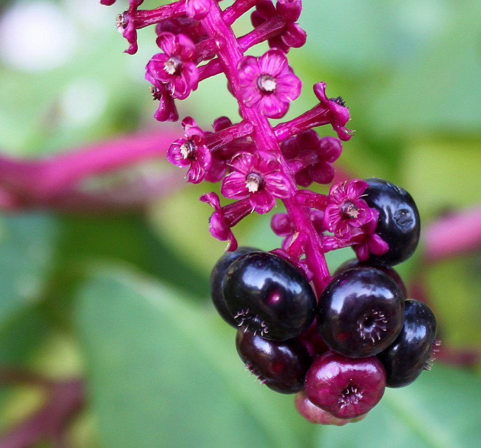 Image of Phytolacca americana specimen.