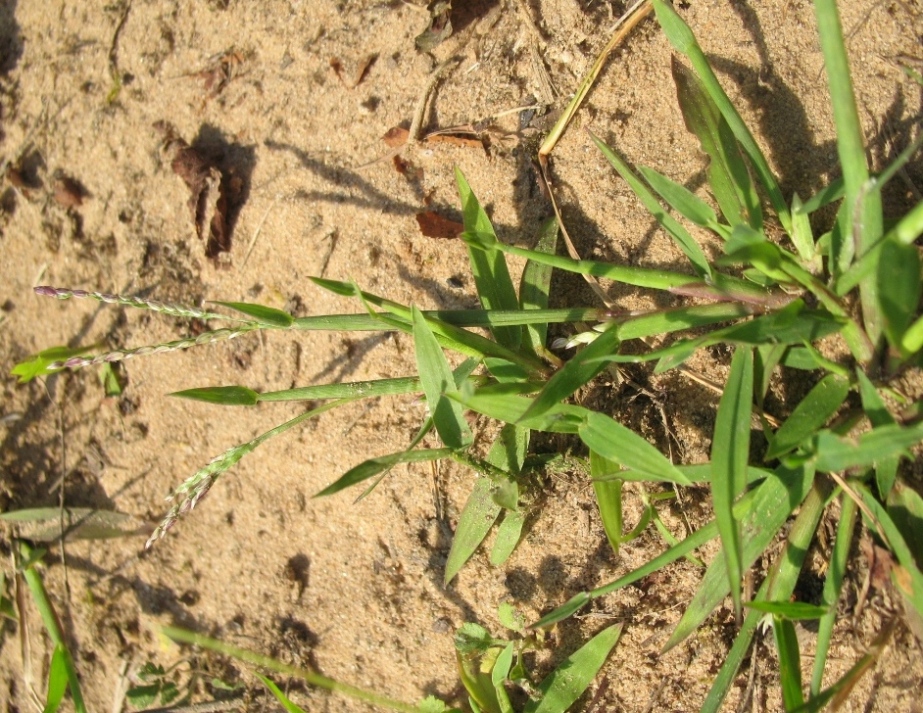 Image of Digitaria ischaemum specimen.