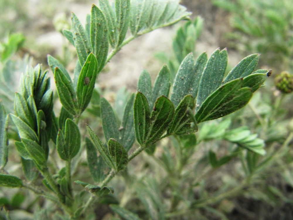 Изображение особи Potentilla bifurca.