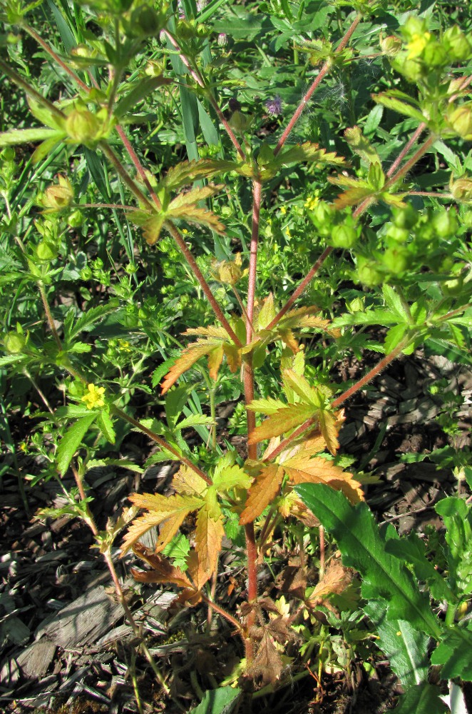 Image of Potentilla ruthenica specimen.