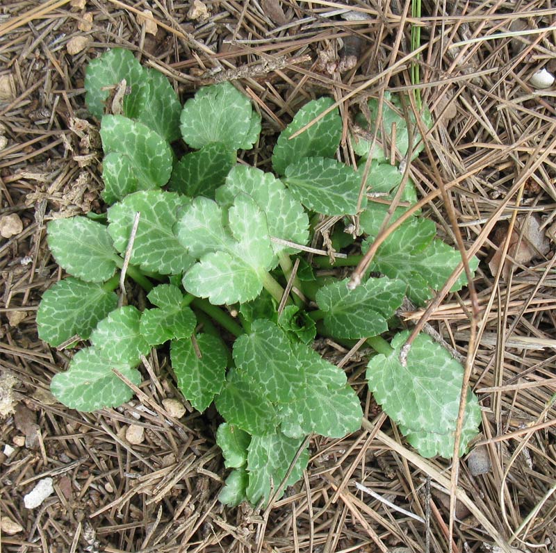 Изображение особи род Eryngium.