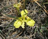 Iris potaninii