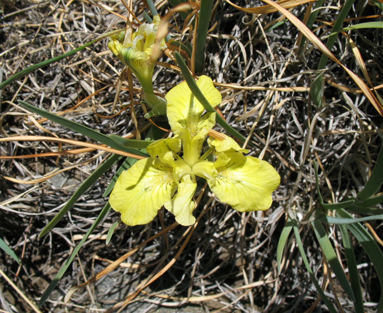 Изображение особи Iris potaninii.