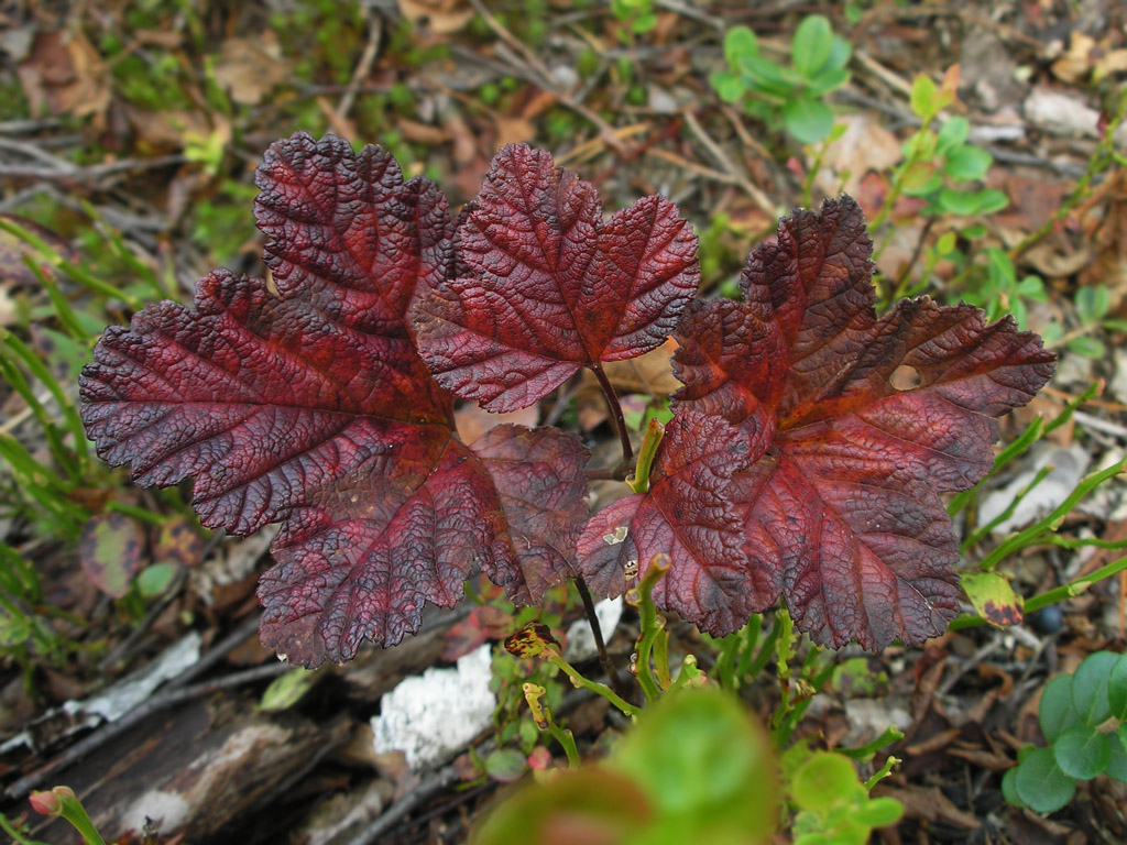 Image of Rubus chamaemorus specimen.