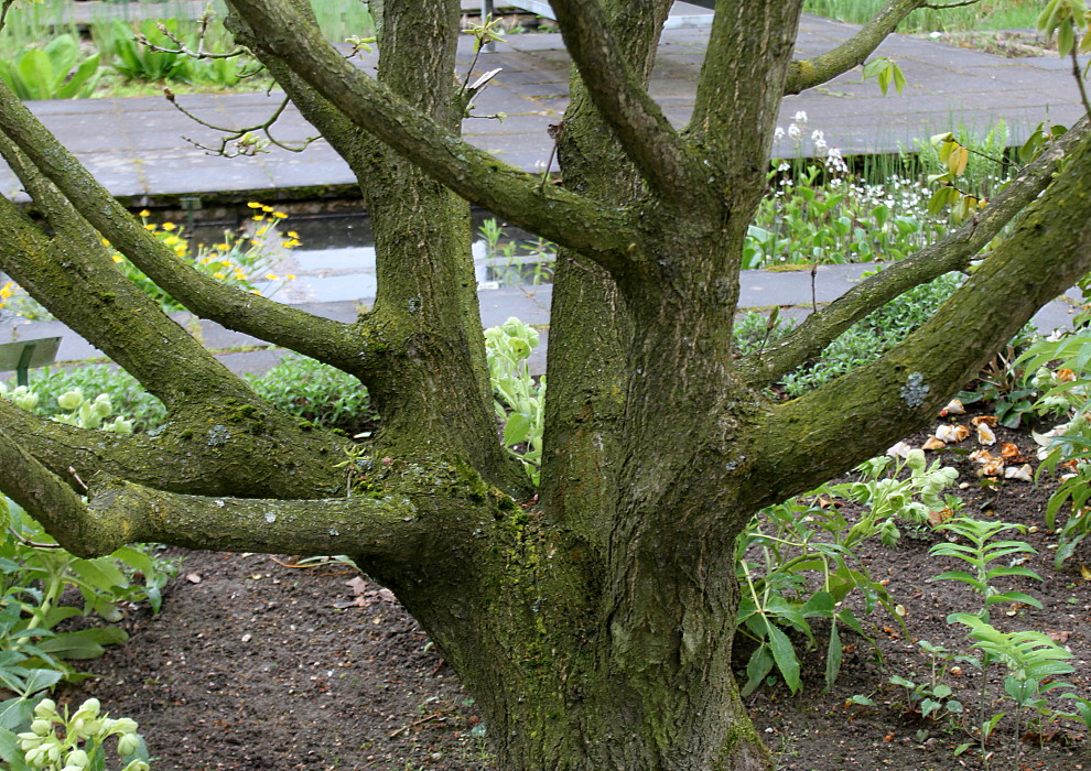 Image of Quercus pontica specimen.