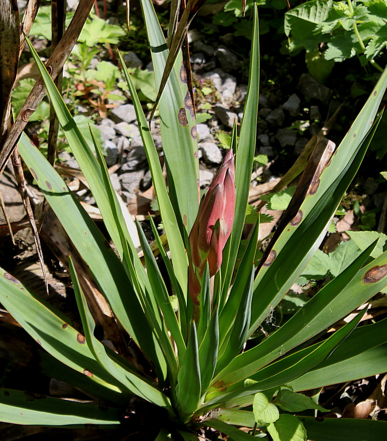 Image of genus Yucca specimen.