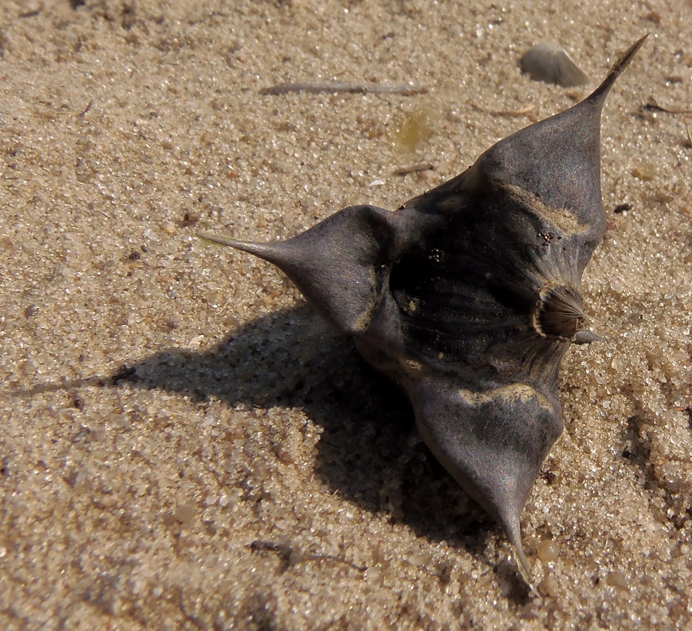 Image of Trapa borysthenica specimen.