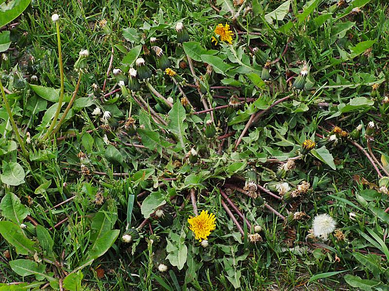 Изображение особи Taraxacum officinale.