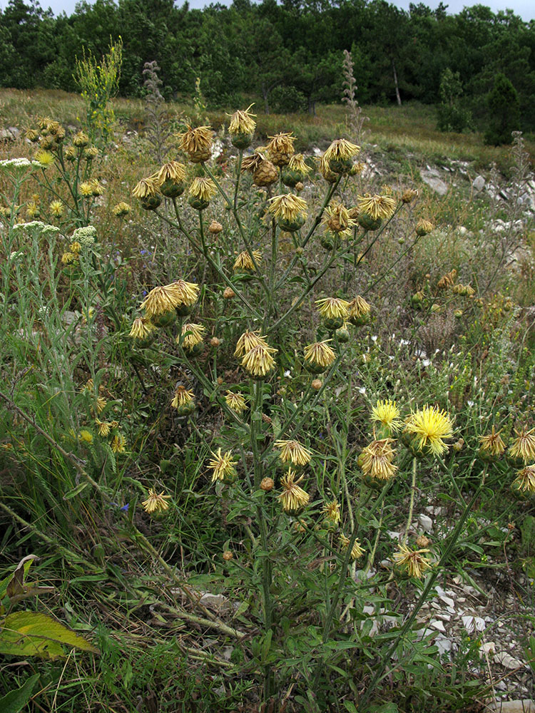 Изображение особи Centaurea salonitana.