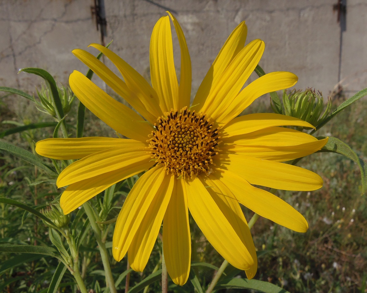 Image of Helianthus nuttallii specimen.