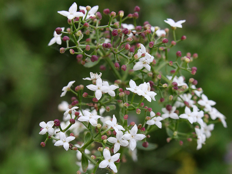 Image of Galium rubioides specimen.