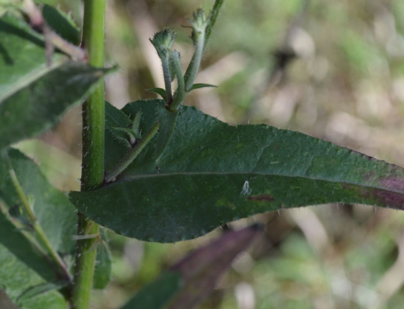 Image of genus Picris specimen.