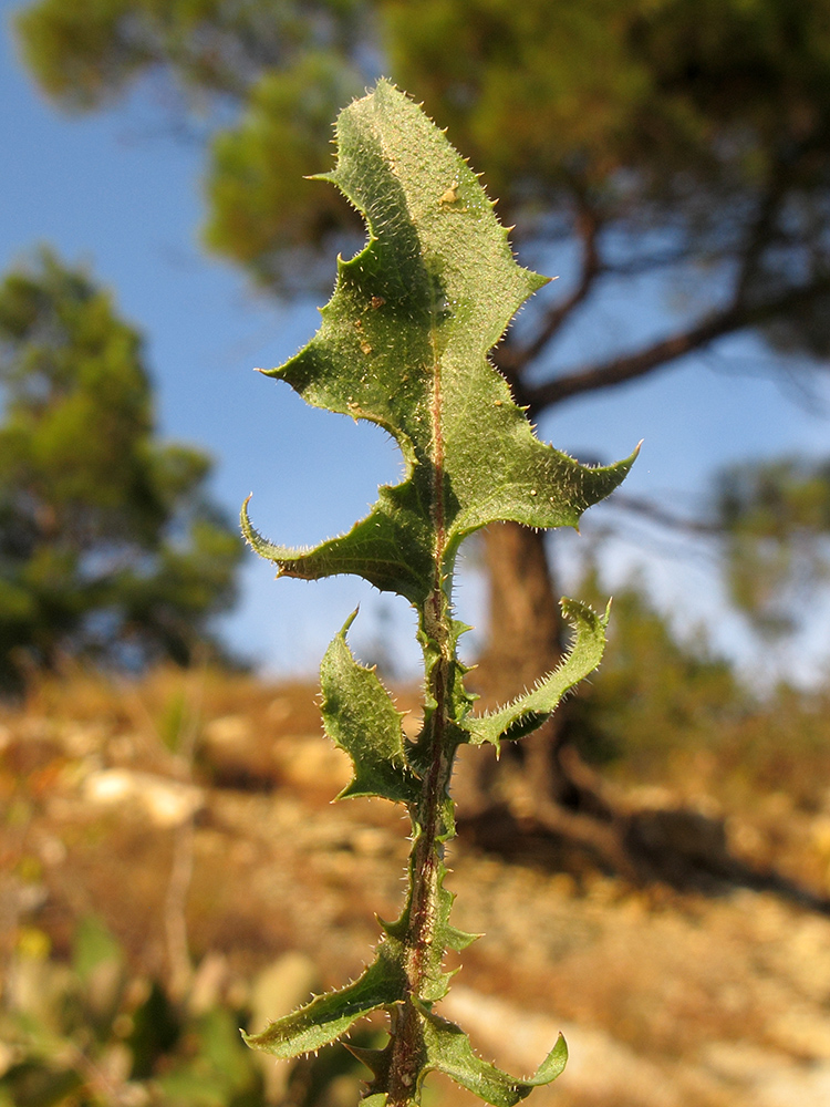 Image of Crepis rhoeadifolia specimen.