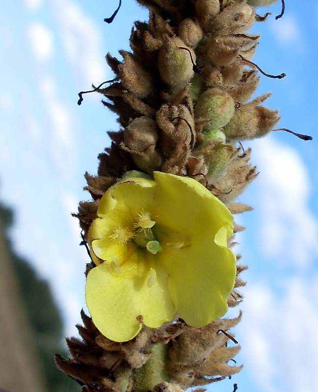 Image of Verbascum densiflorum specimen.