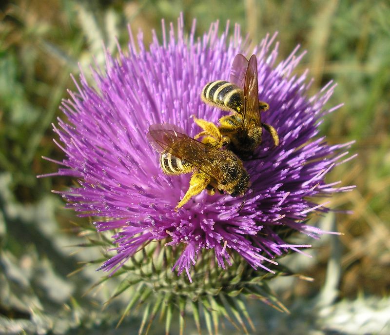 Image of Onopordum acanthium specimen.