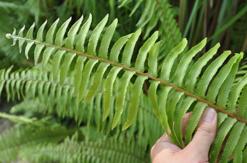 Image of Nephrolepis hirsutula specimen.